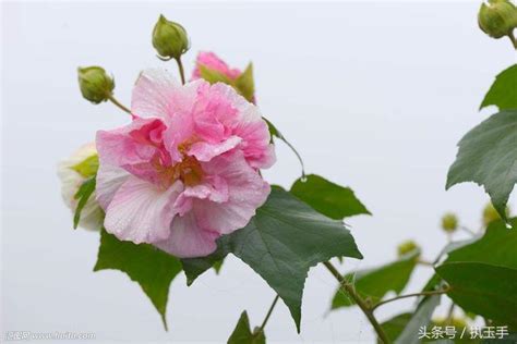 芙蓉好種嗎|芙蓉要怎麼種